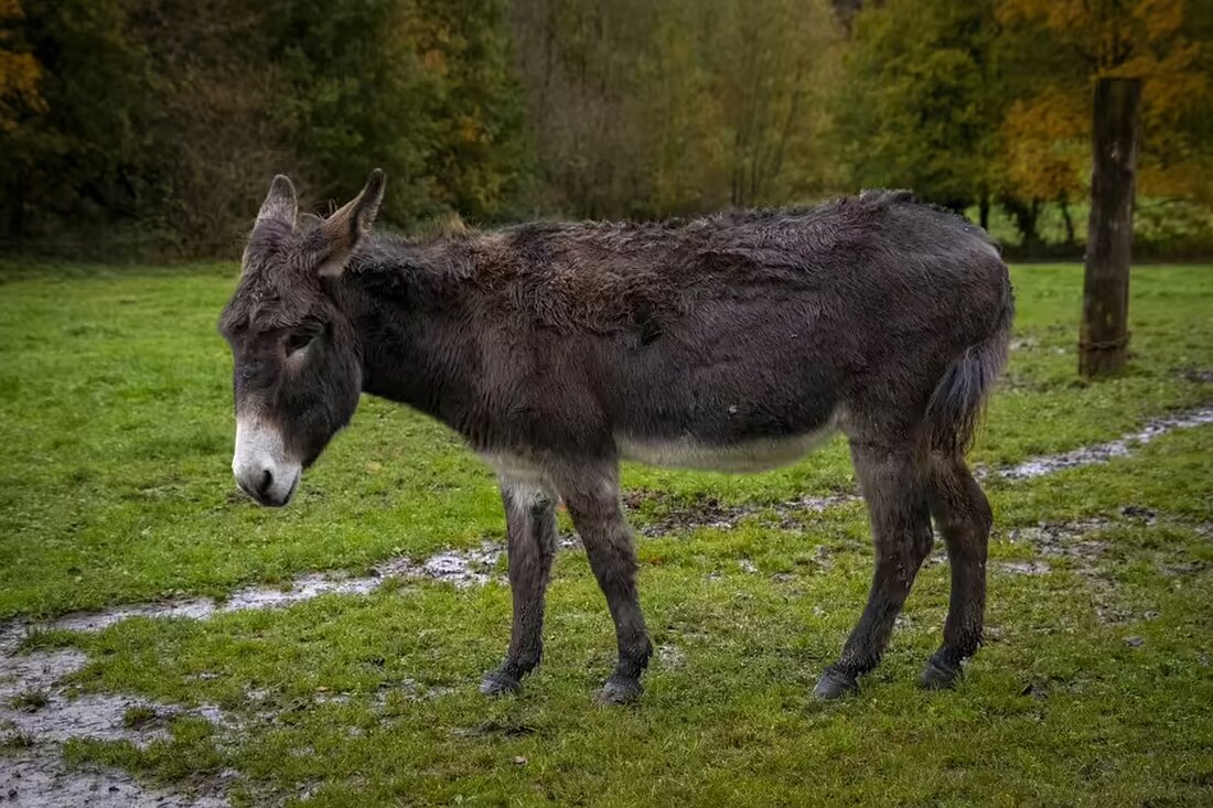 Eine neue Ära der Polizeiarbeit beginnt in Mauthausen: Innenminister Karner eröffnet die moderne Dienststelle für 28 Beamte. Eine gelungene Zusammenlegung mit positiven Perspektiven für die Region.