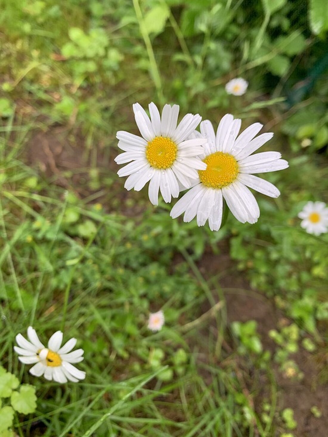 Entdecken Sie "BlüMeli" in St. Georgen bei Grieskirchen: Ein neuer Selbstbedienungsladen eröffnet am 22. November mit frischen Blumen und besonderen Geschenkideen. Punsch und Kekse zur Feier!
