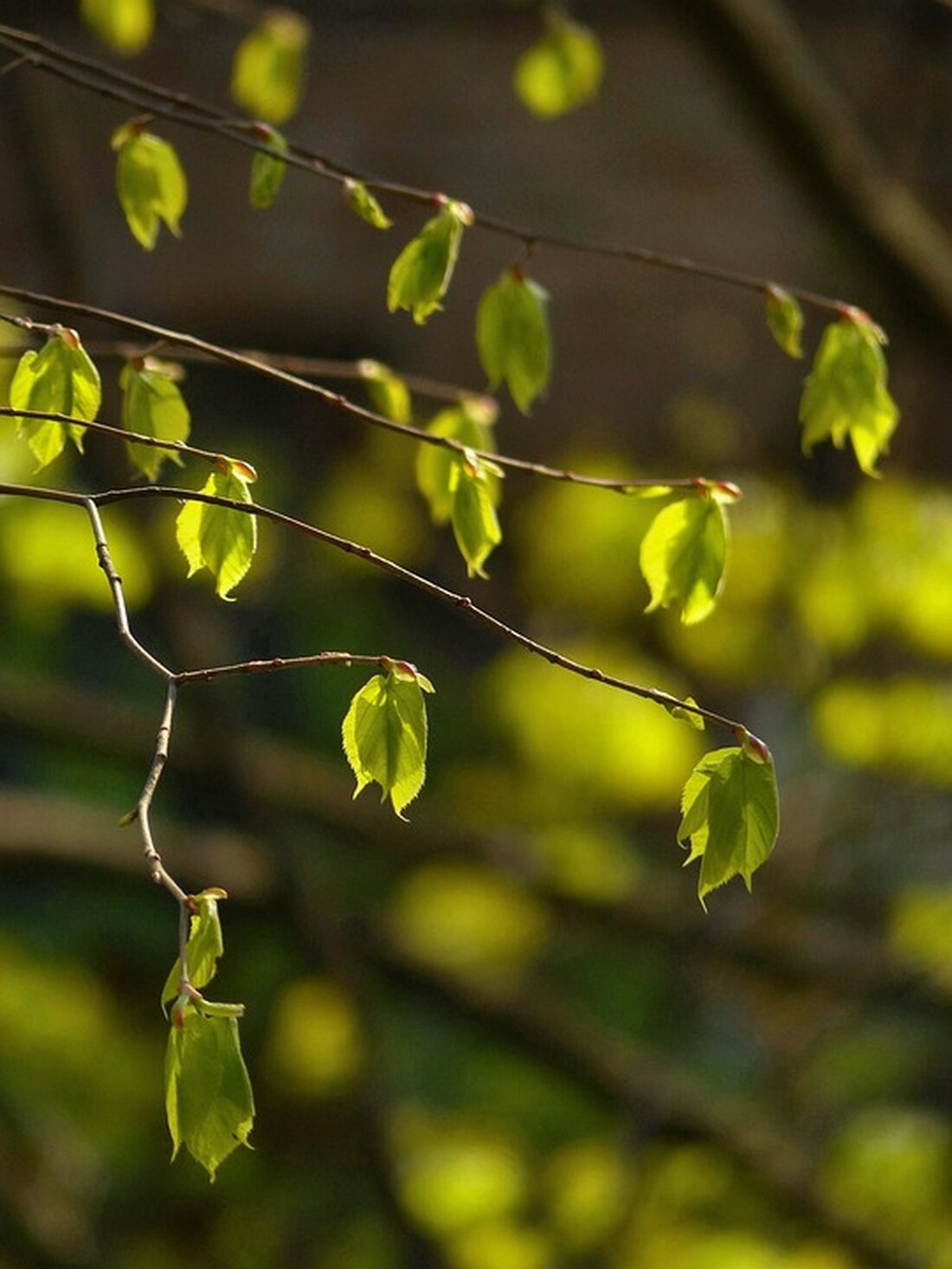 In Wien-Floridsdorf wurde ein neuer Mini-Wald gepflanzt! Die Aktion "Wiener Wäldchen" fördert Grünflächen und Biodiversität in der Stadt. Erfahren Sie mehr über das wichtige Projekt zur Bekämpfung des Klimawandels!