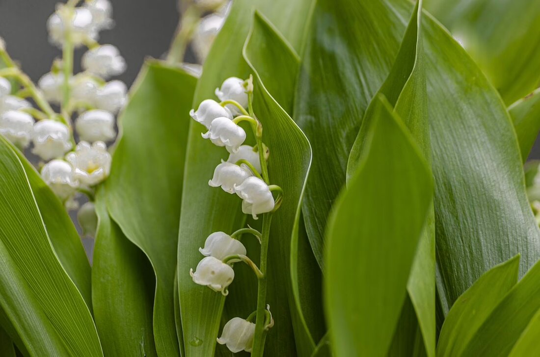Im Außerfern fand der erste Ball der Pflege- und Gesundheitseinrichtungen statt, gewürdigt von Sponsoren und einer festlichen Atmosphäre. Ein Abend, der die wertvolle Arbeit der Pflegekräfte feierte.
