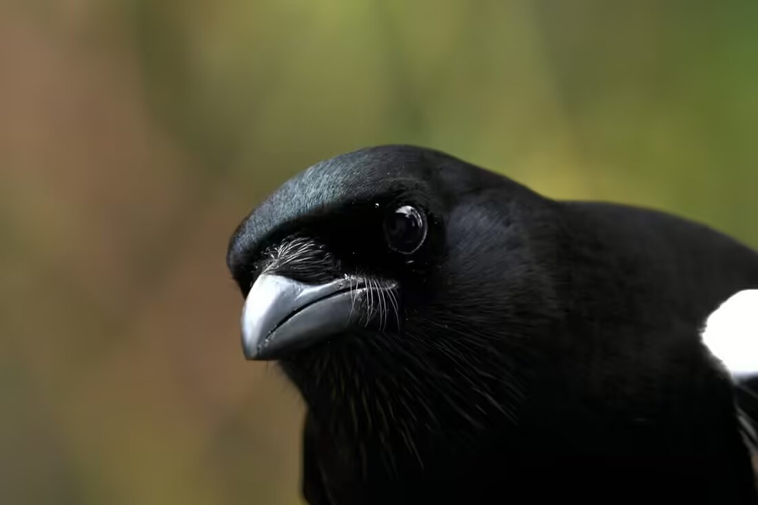 Der Winter naht: Österreich bereitet sich auf die ersten Schneeflocken vor! Bis nächste Woche dürfen sich die Berge auf ihre erste winterliche Pracht freuen. Erfahren Sie mehr!