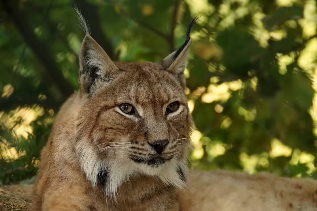Entdecken Sie das beeindruckende Nachtfoto des Eurasischen Luchses von Werner Maurer im Tiergarten Wels. Weitere faszinierende Bilder und Beiträge finden Sie in der Regionauten-Community.