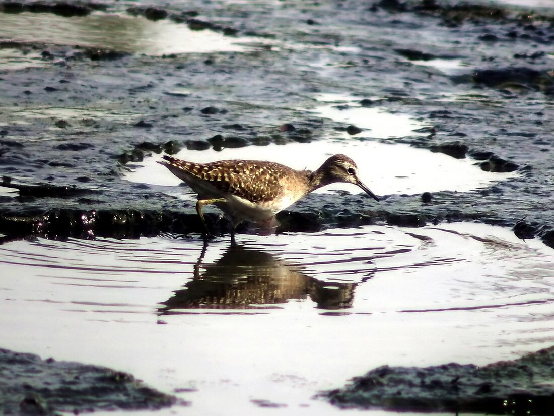 Die Eintrittspreise im Europa-Park steigen um 5 Prozent, was bei vielen Besuchern für Entsetzen sorgt. Familien müssen für einen Tagesbesuch tief in die Tasche greifen. Kritiken über die hohen Kosten häufen sich.