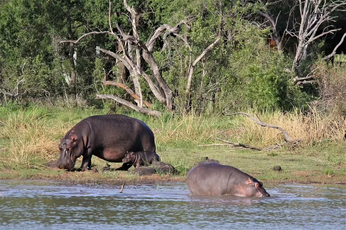 Evelin Strutzmann, ehemalige Leiterin der Inklusionsklasse, wurde mit dem „St. Veiter Stadtherz“ für ihr außergewöhnliches Engagement in der Bildungsarbeit geehrt. Ihre Lebensleistung für die Inklusion beeindruckt.