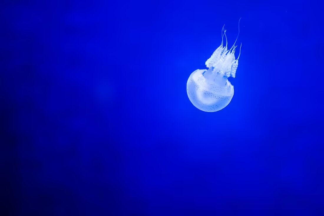 Die FPÖ unterstützt den Tierschutzverein Leoben mit einem Spendenbeitrag von 150 Euro. Ziel ist die Förderung ehrenamtlicher Arbeit und die Verbesserung der Bedingungen für Tiere in Not.