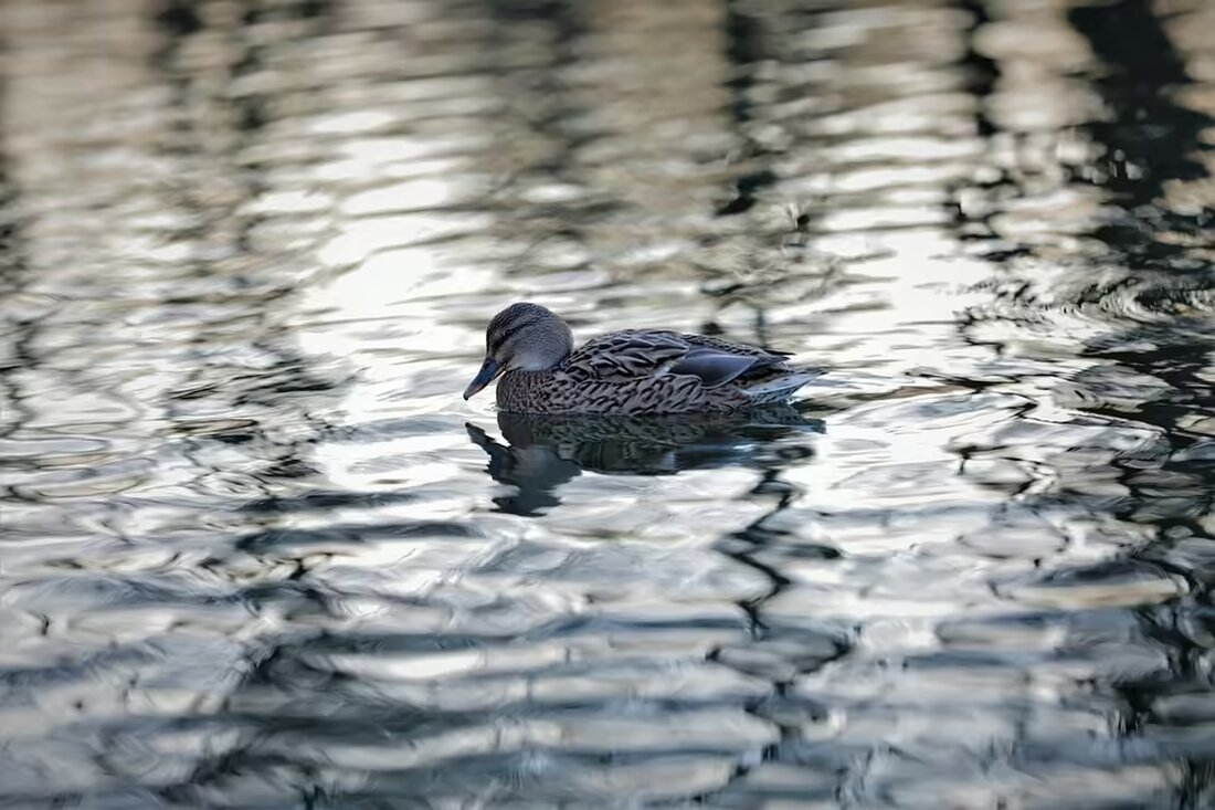 Am 25. November startet die weltweite Aktion "Orange the World" zur Bekämpfung von Gewalt gegen Frauen. Der Soroptimist Club Eferding lädt zu einem Fackelzug und einer Ausstellung ein. Seid dabei!