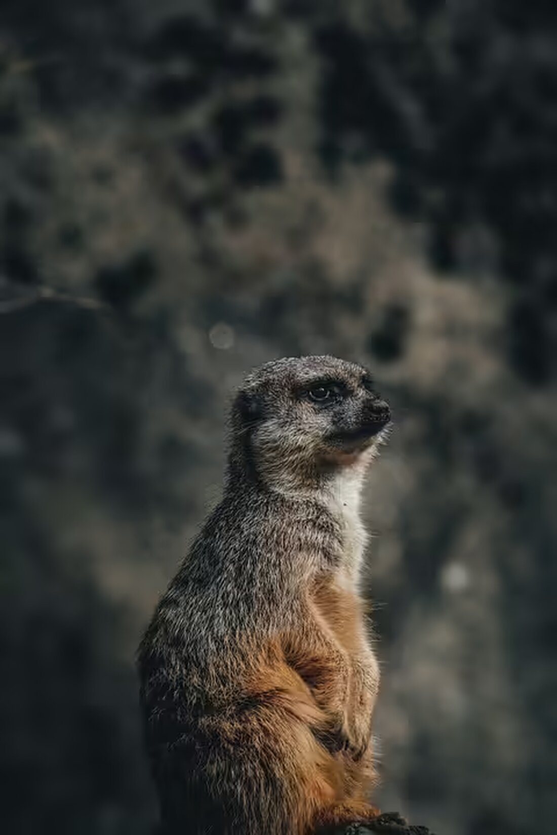 Die Suche nach dem mutmaßlichen Täter im Mühlviertel geht weiter. Nach der tödlichen Schüssen auf zwei Personen wurde das Fluchtauto entdeckt. 250 Beamte sind im Einsatz. Die Polizei warnt vor einer gefährlichen Person.