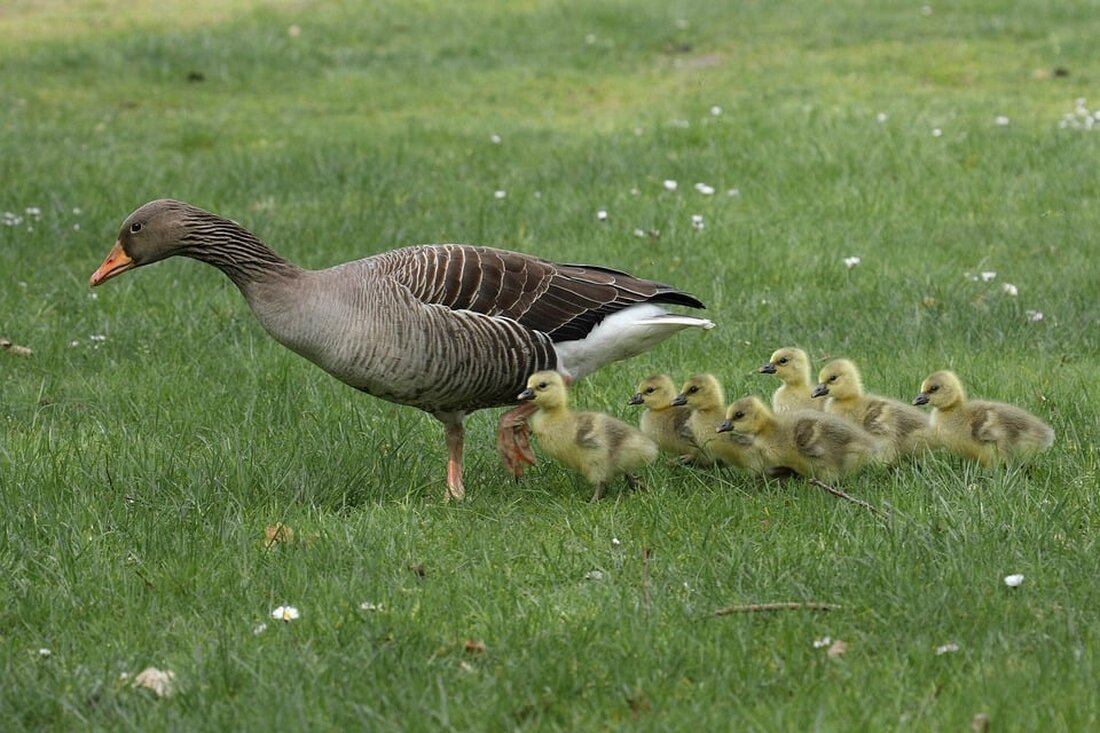 Eine Familie verbringt Monate auf See, um die tiefen Ozeane zu erkunden. Ihre Mission zielt darauf ab, unbekannte marinen Lebensräume zu dokumentieren und das Bewusstsein für den Umwelt- und Klimaschutz zu schärfen.