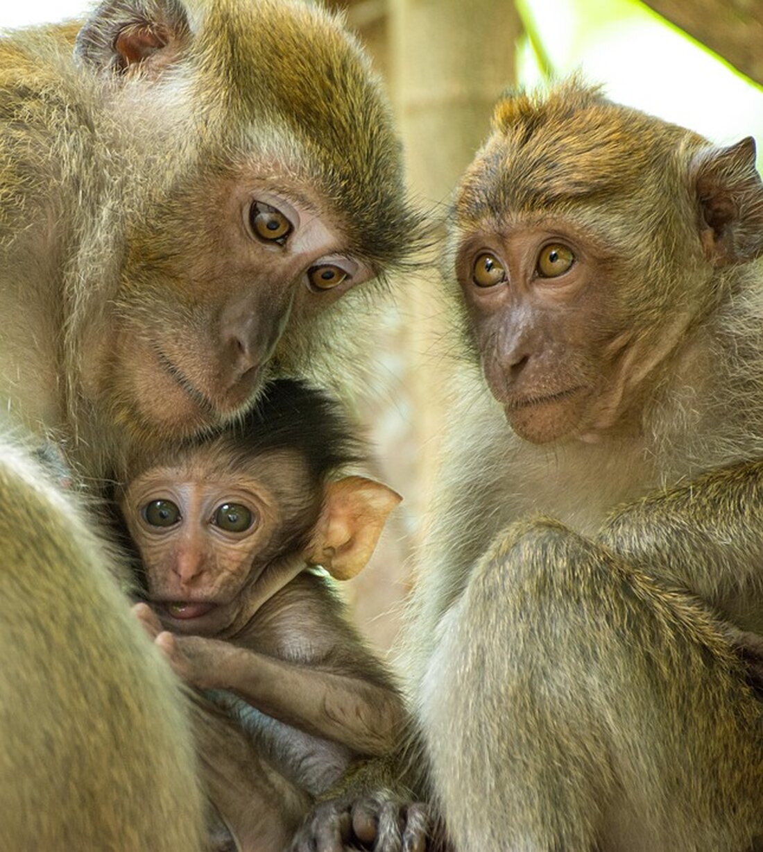 Trauer und Verzweiflung prägen die Angehörigen der Opfer des Air India Absturzes in Ahmedabad. DNA-Proben werden gesammelt, um die Identifizierung zu unterstützen. Ein bewegendes Zeugnis des Verlustes.