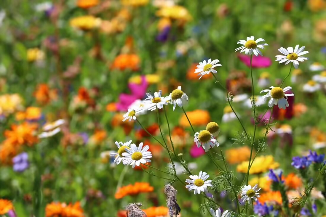 Entdecken Sie die faszinierende Ausstellung von Manfred Hinterleitner mit Blumenbildern beim Seniorenbund Steyr. Ein Kunst- und Kulturhighlight am 16. und 17. November in der alten Papierfabrik!