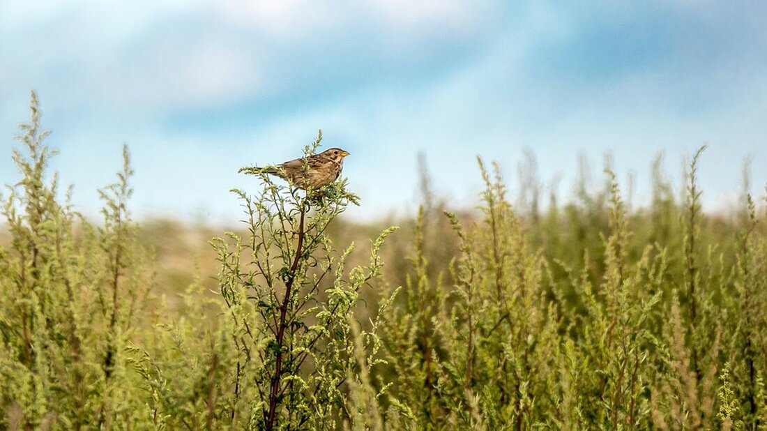 Gleisdorf hat die närrische Zeit mit einem spektakulären Faschingsauftakt eingeläutet! Erfahren Sie mehr über die Feierlichkeiten und Traditionen des Gleisdorfer Faschingsvereins.