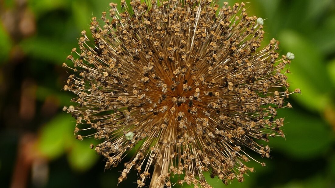 Erleben Sie die besten Momente des Perchtenlaufs 2024 in Gleisdorf! Hochauflösende Bilder und spannende Einblicke dieser festlichen Veranstaltung, die in Zusammenarbeit mit der Freiwilligen Feuerwehr stattfand.