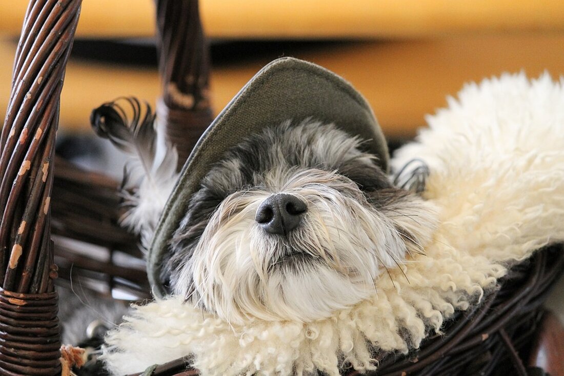 Entdecken Sie im Tierheim Villach liebevolle Fellnasen, die auf ein neues Zuhause warten! Von Hunden bis Vögeln – geben Sie diesen Tieren die Chance auf ein glückliches Leben.