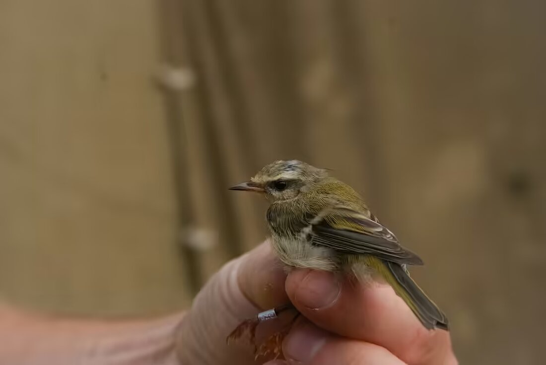 Erleben Sie das schaurig-schöne Perchtenspektakel in Gleinstätten! Rund 350 Perchten und 2.500 Besucher machten den achten Perchtenlauf der Haslacher Perchten zu einem unvergesslichen Erlebnis.