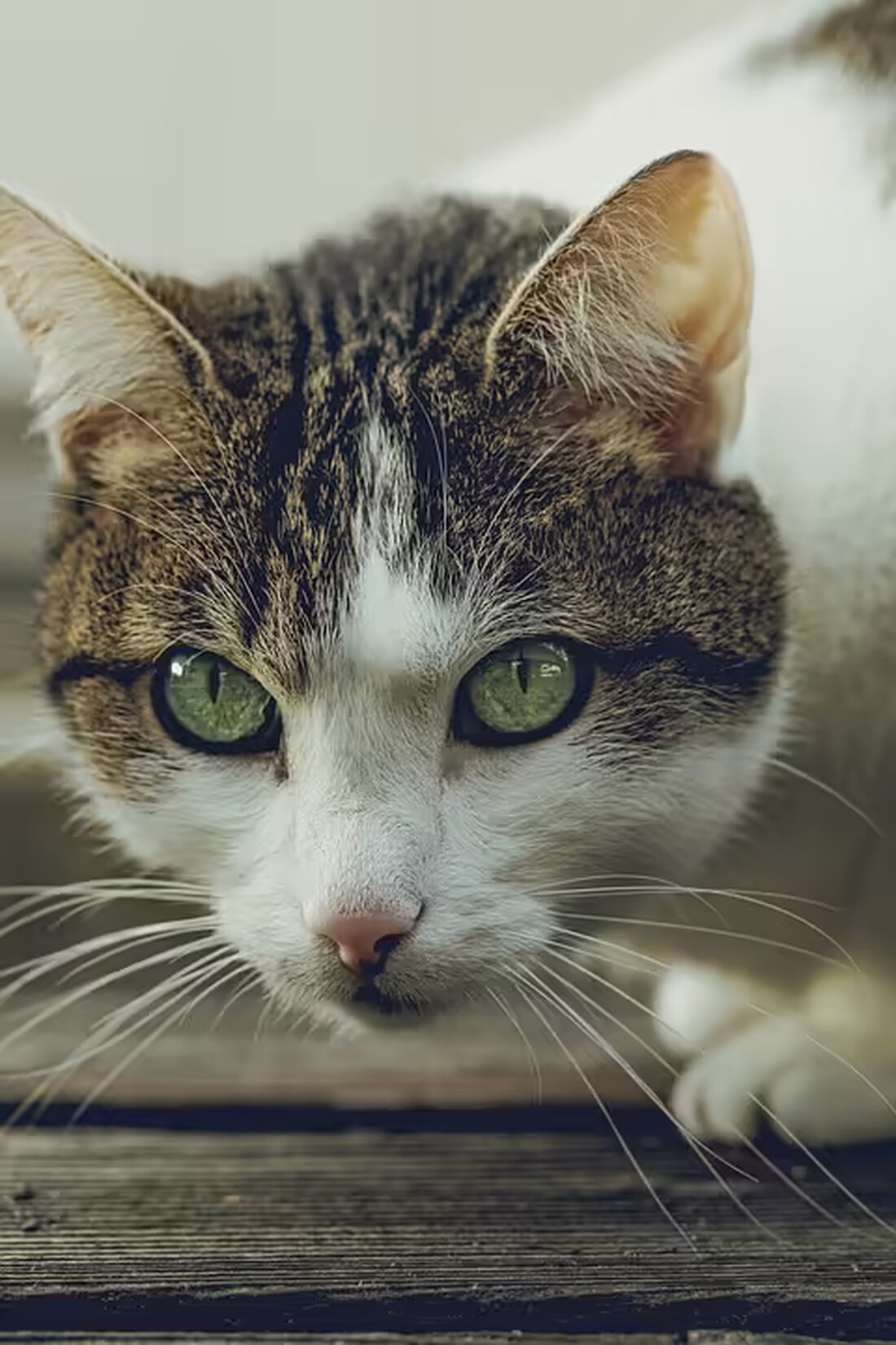 Flüge nach Bali wurden aufgrund der Eruption des Vulkans Mount Lewotobi Laki-laki abgesagt, der Aschewolken in den Himmel schleudert. Sicherheitsbedenken der Airlines im Fokus.