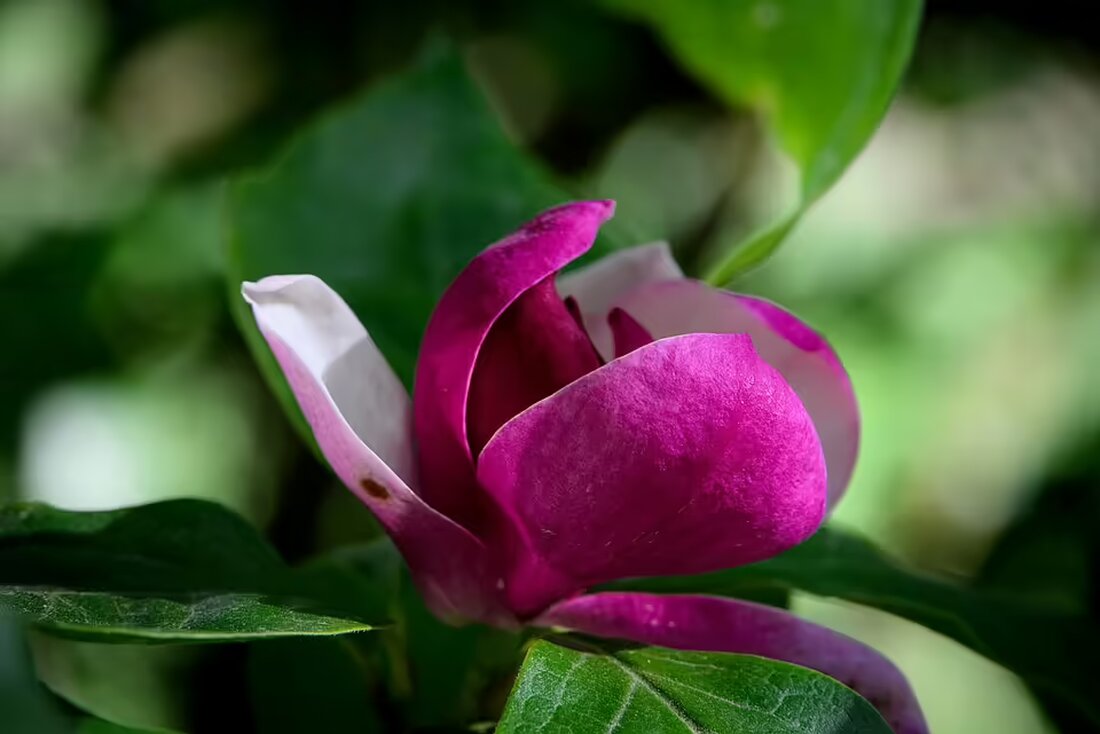 Im Bezirk Neunkirchen bereiten sich neue Bürgerlisten auf die Gemeinderatswahl 2025 vor. Die Parteienlandschaft wird vielfältiger – wer sind die neuen Akteure? Erfahren Sie mehr!