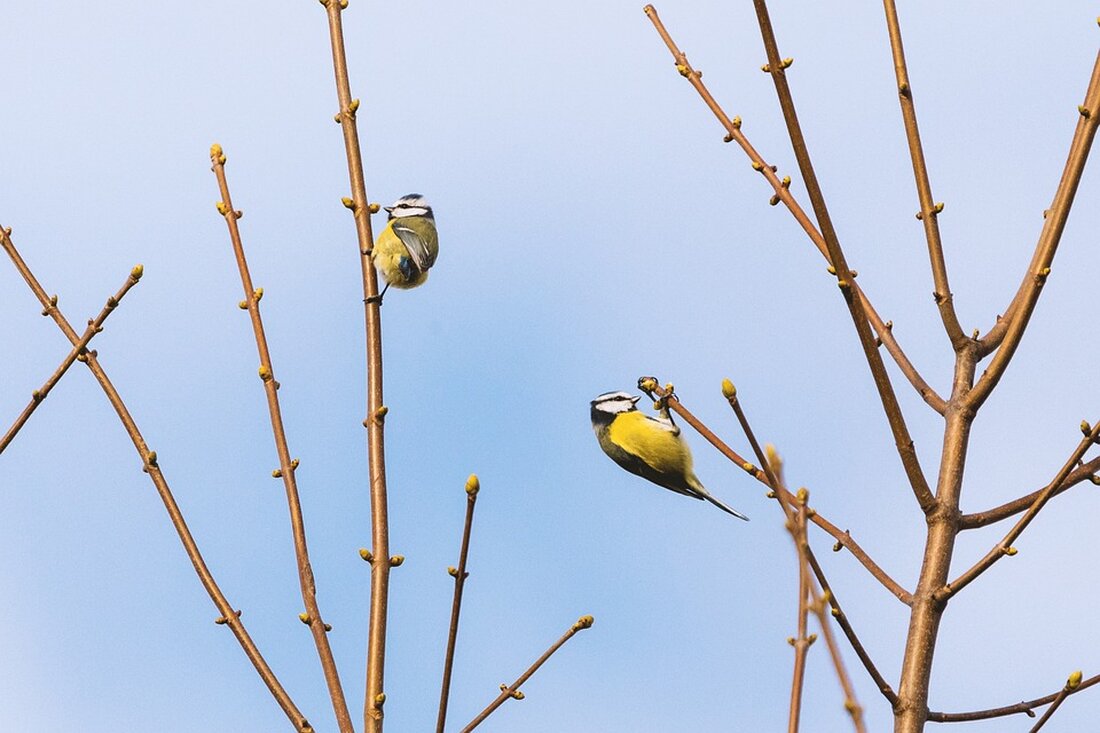 Die gebös Baugenossenschaft eröffnet eine Zweigniederlassung in Leoben und festigt ihre langjährige Verbindung zur Steiermark. Zukünftige Projekte zur Stärkung der Region wurden vorgestellt.