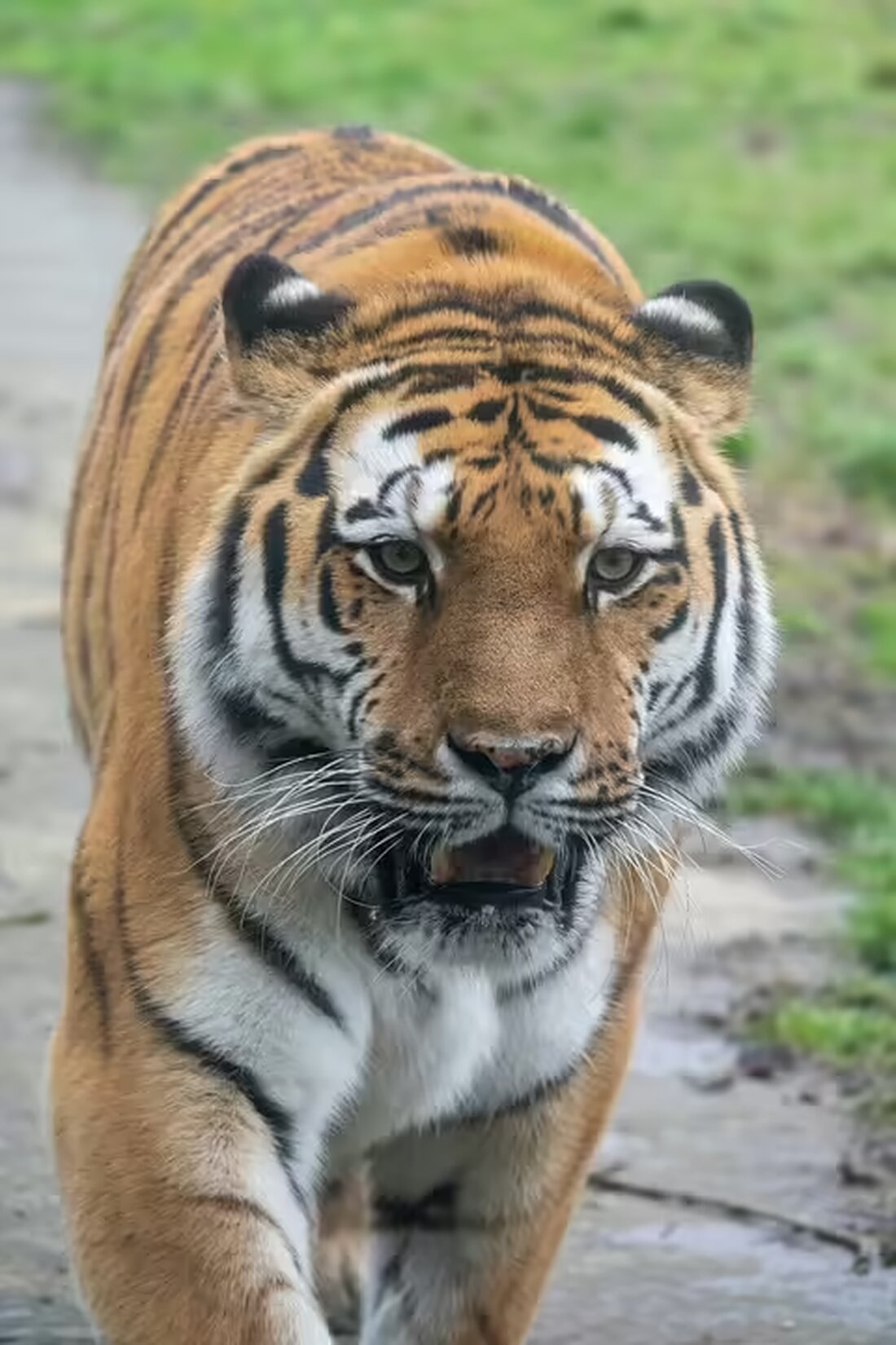 Ein erschütternder Bericht über das Schicksal einer Transfrau im Gefängnis: Bedrohung, Erpressung und Angst vor Männern mit Vollbärten. Lesen Sie mehr über ihre gefährliche Erfahrung und den Kampf ums Überleben.