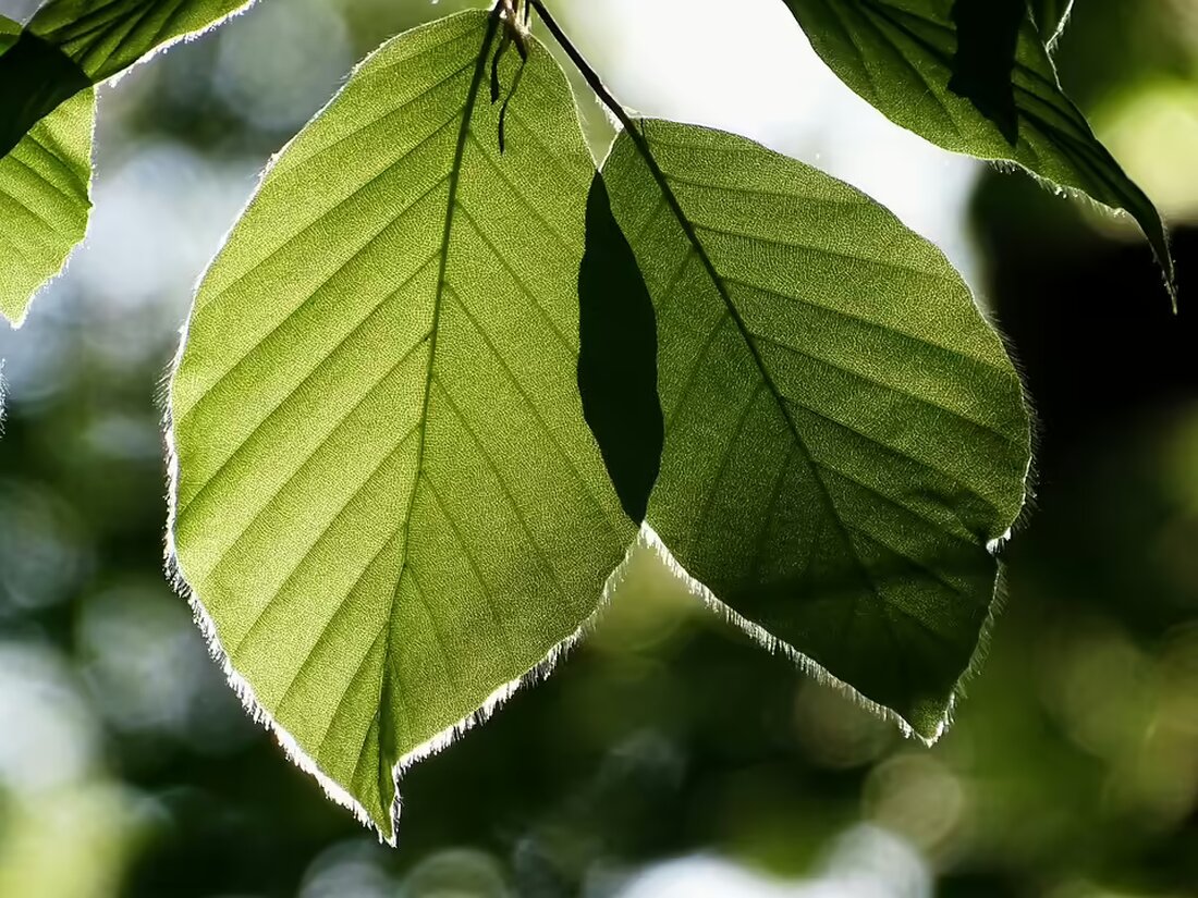 Das Schuhschachtel-Team in Ybbs sammelt Weihnachtsgeschenke für bedürftige Kinder in Rumänien, Moldawien und der Ukraine. Unterstützen Sie die Aktion mit einer liebevoll gefüllten Schuhschachtel!