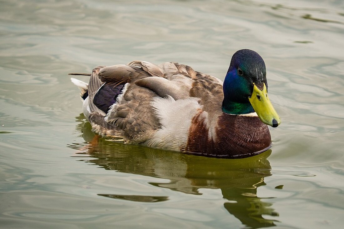 Erleben Sie, wie die Rotjacken in Klagenfurt unvergessliche Momente für Kinder aus dem SOS-Kinderdorf schaffen. Dank enger Zusammenarbeit und herzlicher Unterstützung wird Gemeinschaft großgeschrieben.