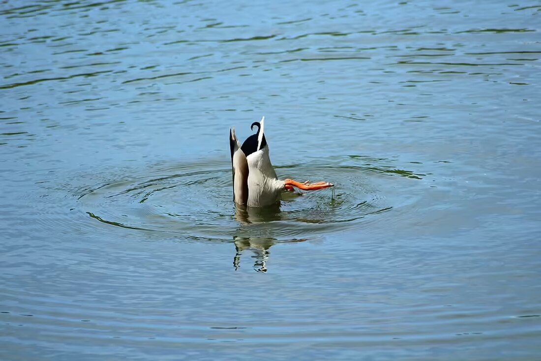 Schülerinnen und Schüler aus Österreich setzen ein starkes Zeichen der Solidarität: Mit beeindruckenden 65.680 Euro unterstützen sie krebskranke Kinder und ihre Familien bei der Straßensammlung der Kinder-Krebshilfe.