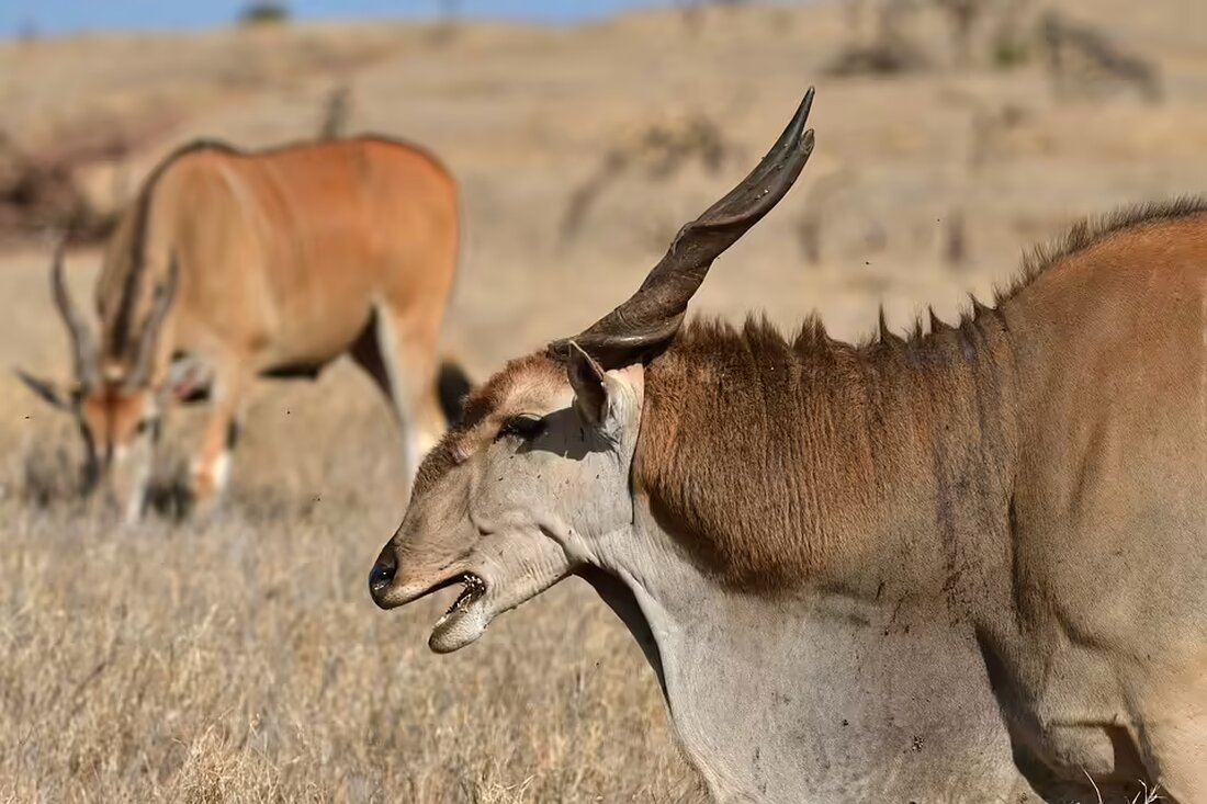 In Gaindorf übten vier Feuerwehren im Unterabschnitt Raverlsbach einen simulierten Brand im „Quartier 35“. Die anspruchsvolle Übung umfasste Atemschutz und Funktechnik. Erfahren Sie mehr über die beeindruckende Einsatzübung!