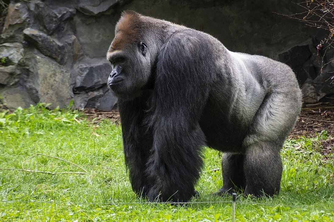 Ein tragischer Vorfall im Calgary Zoo: Ein junger Gorilla starb durch einen Fehler eines Mitarbeiters, der versehentlich eine hydraulische Tür aktivierte. Maßnahmen zur Verbesserung der Sicherheit werden eingeführt.
