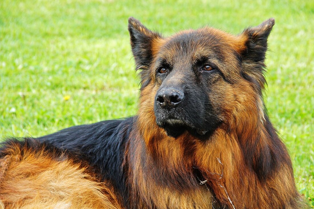 Ein Polizeihund in Graz hat entscheidende Hinweise auf Drogenverstecke geliefert. Vier Verdächtige, die Cannabis produziert und verkauft haben sollen, wurden von den Ermittlern aus Gratwein identifiziert.