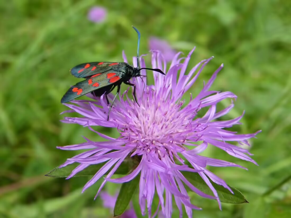 Sechs Feuerwehren im Einsatz bei einem Brand in Kremsmünster. Starke Rauchentwicklung nach Alarmierung, weitere Kräfte wurden angefordert. Aktuelle Informationen zur Lage folgen.