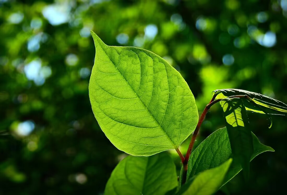 Die Grünen setzen auf Vertrauen und festgelegte Prinzipien. Krautwaschl betont, dass Photovoltaik, leistbares Wohnen und Kinderbetreuung zentrale Themen für die bevorstehende Landtagswahl sind.