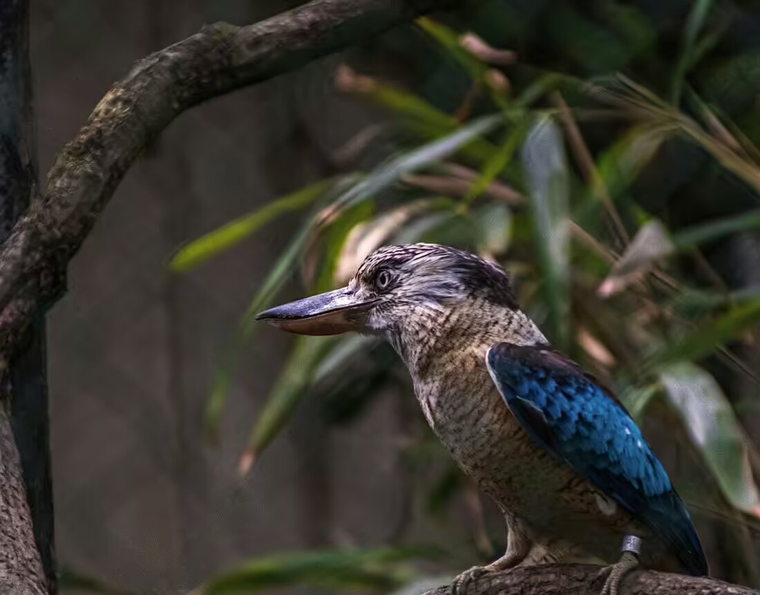 Erleben Sie Hansi Hinterseer persönlich bei der exklusiven Filmvorführung „Mein Abend mit Euch“ am 19. November im Dieselkino St. Johann. Ein Event voller Musik und Geschichten!