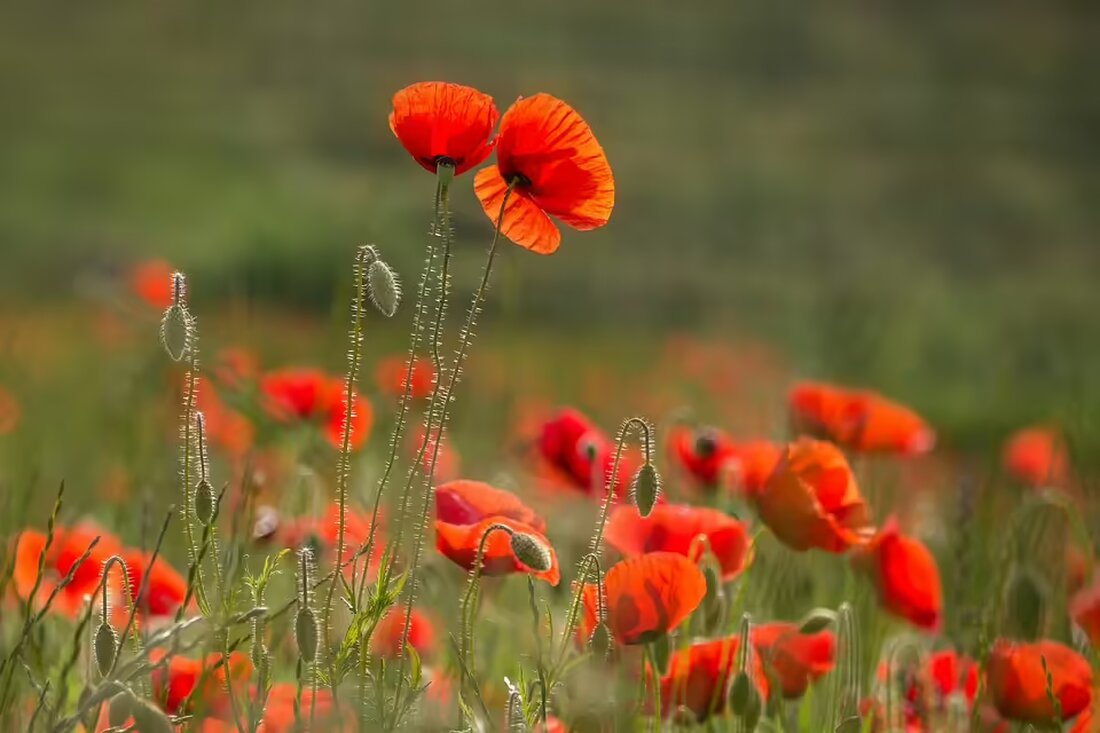 Erleben Sie die beeindruckende Aufführung von Haydns „Die Schöpfung“ durch Capella und Camerata „Ars Musica“ im Lindenhof – ein sakrales Juwel, das wie selten zuvor die Zuhörer begeisterte.