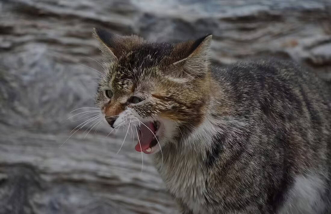 Sechs Personen wurden bei einem spektakulären Unfall in Pasching verletzt, als eine 19-Jährige über Verkehrsinseln sprang und mit einem Auto kollidierte. Lesen Sie mehr über die Hintergründe und die Verletzten.