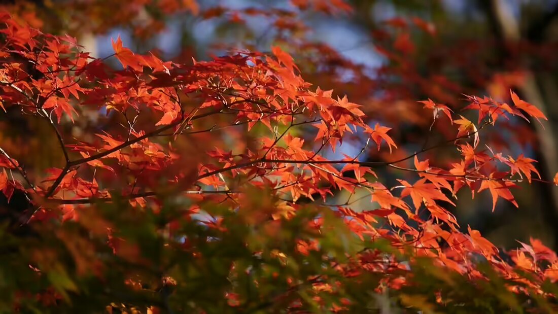Erleben Sie die musikalische Freude beim Jahreskonzert der Musikkapelle Krumegg in der Pfarrkirche St. Marein. Ein unvergesslicher Abend voller Harmonie und Gemeinschaft erwartet Sie!