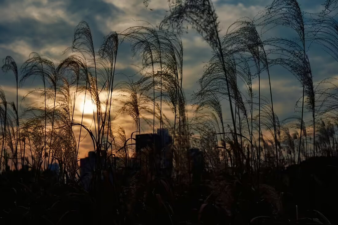 Entdecken Sie die charmante Atmosphäre des Christbaumwalds in Fernitz-Mellach. Erfahren Sie, wie die ehrlichen Menschen vor Ort ein Stück Heimat und Gemütlichkeit ins Leben bringen.