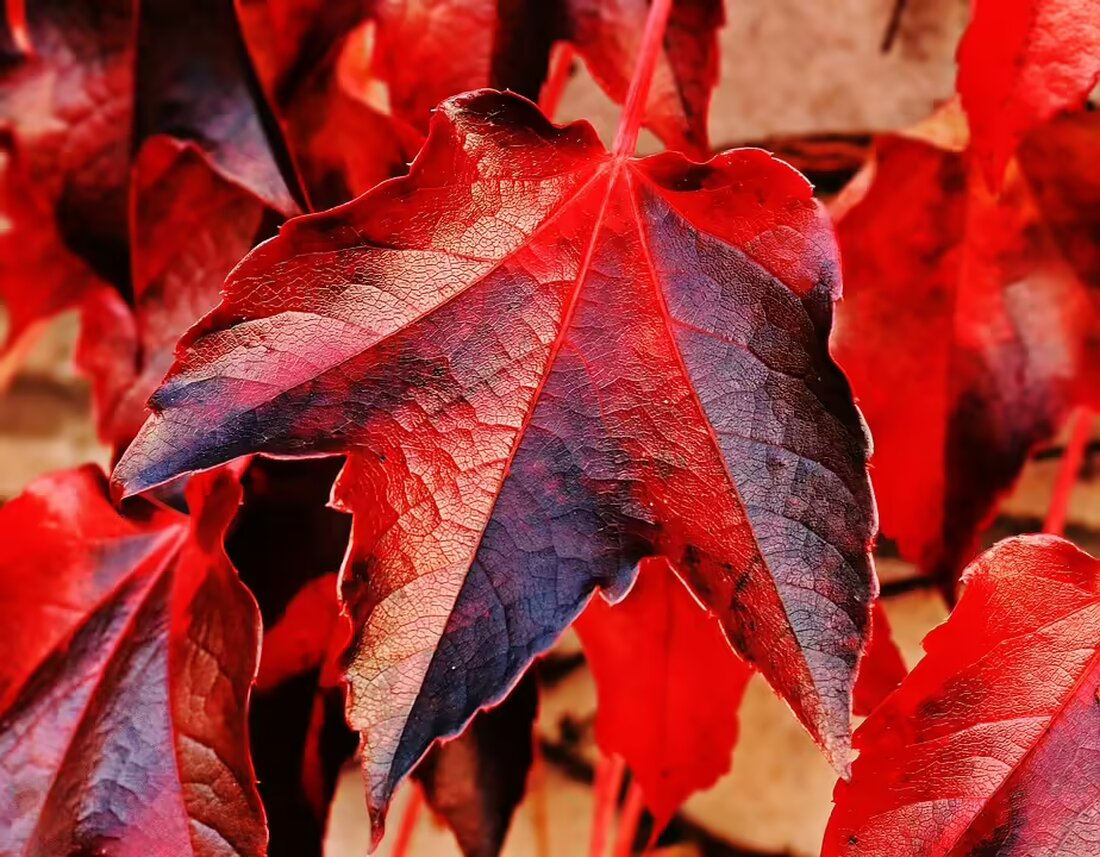 Entdecken Sie die herbstlichen Wetterbedingungen in Niederösterreich: Dichte Nebelbildung wechselt am Donnerstag mit sonnigen Abschnitten. Erfahren Sie mehr über die aktuellen Wettertrends!