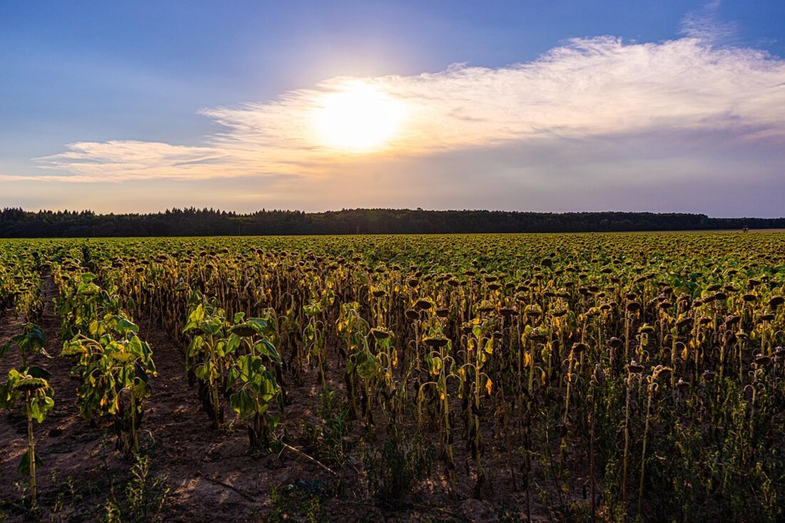 Hitzewellen in Südeuropa überschreiten 40 °C. Behörden warnen vor Waldbrandgefahr in Italien, Griechenland und Spanien. Experten betonen den Zusammenhang mit dem Klimawandel.