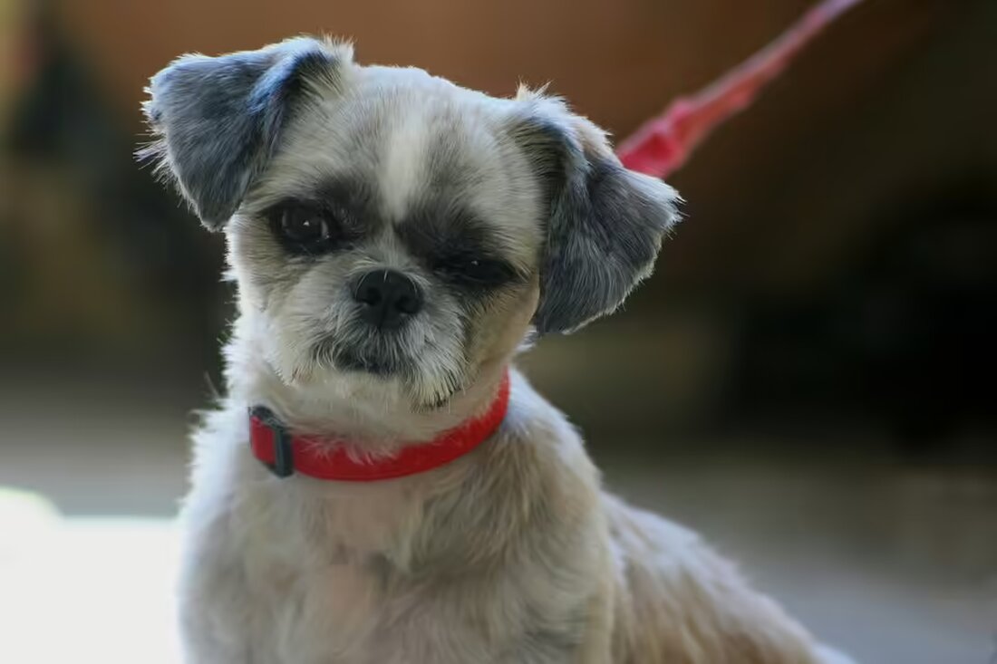 Opernstar Rolando Villazón besuchte das Salzburger Landeskrankenhaus als Clowndoctor und brachte Freude und Lachen zu kleinen Patienten. Humor und Kunst als Heilmittel im Jubiläumsbesuch der Roten Nasen.