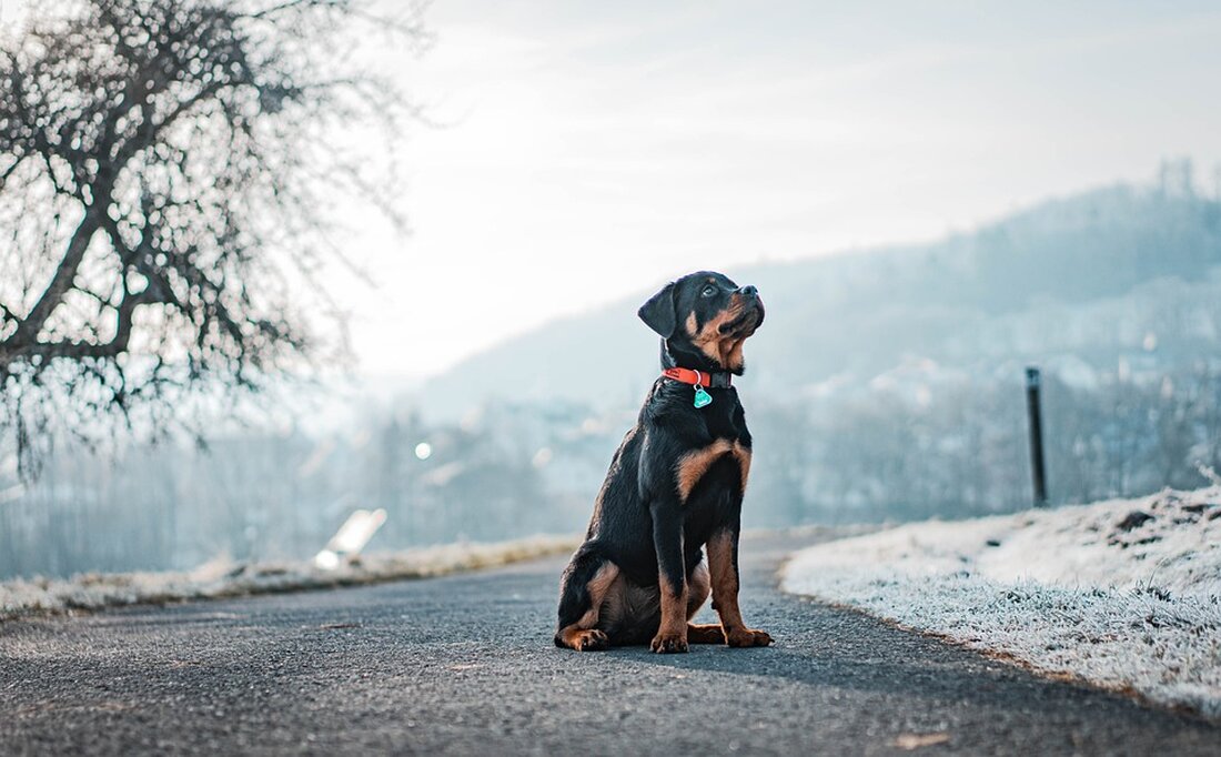 Ein aufmerksamer Hund hat einen Kellerbrand in Tröpolach rechtzeitig entdeckt, was zu einem schnellen Einsatz von 50 Feuerwehrkräften führte. Ein Lebensretter auf vier Pfoten!