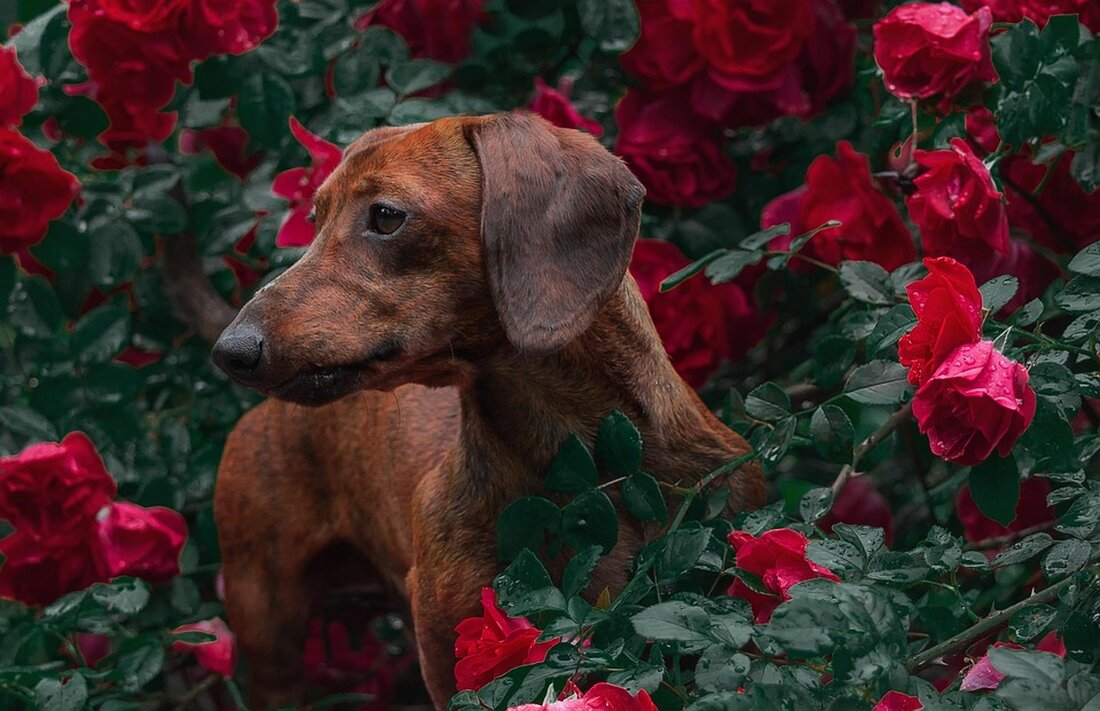 Nach mehr als einem Monat kehrt der vermisste Hund Amber nach einem unglaublichen 100-Meilen-Abenteuer und einem einmütigen Schwimmtrip zu ihrer Pflegefamilie zurück. Die Geschichte begeistert – lesen Sie mehr!