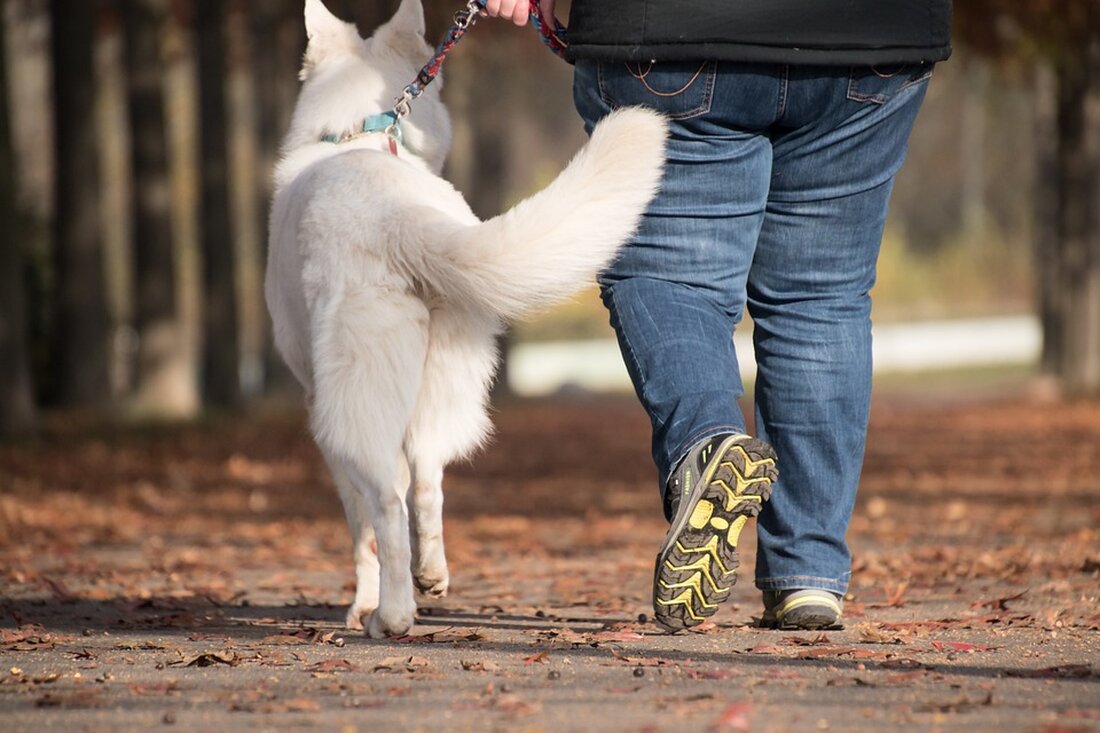 Ein Mann in Wiener Neustadt rekrutierte Drogenkunden während Gassirunden mit seinem Hund. Er gestand den Verkauf von 18 kg Cannabis und 900 g Kokain und stellte sich der Polizei.