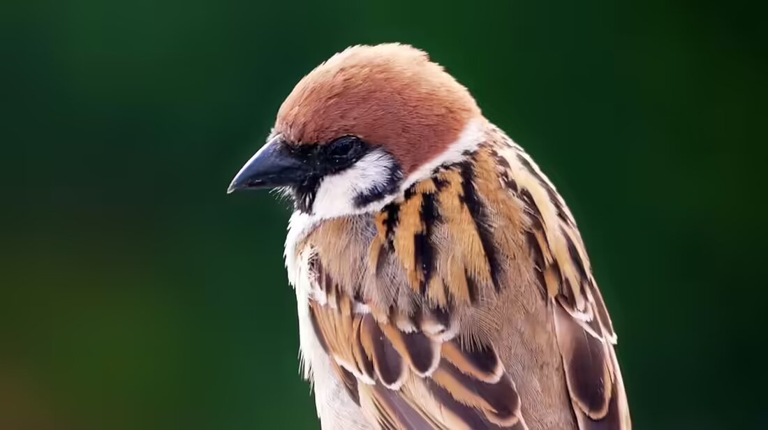 Entdecken Sie, warum Ina Gartens Lieblingsofen-Thermometer für nur 7 $ bei Amazon ein unverzichtbares Küchenwerkzeug ist. Präzise Temperaturen für perfekte Gerichte garantiert!