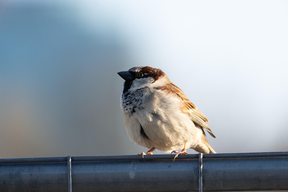 Italienisches Wunderkind Carlo Acutis wird am 7. September zum ersten millennial Heiligen ernannt. Die Zeremonie in Rom verspricht eine inspirierende Botschaft für junge Glaubende.