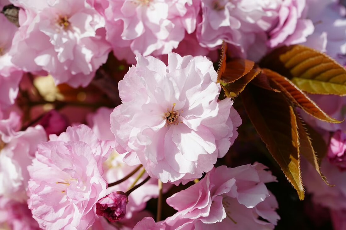 Die japanische Prinzessin Yuriko, ältestes Mitglied der kaiserlichen Familie, ist im Alter von 101 Jahren verstorben. Ihr Tod wirft Fragen zur Zukunft der Monarchie in Japan auf.