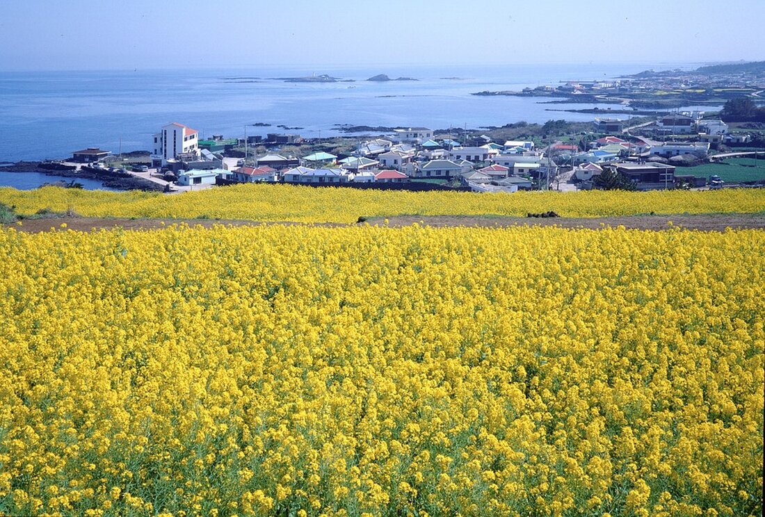 Die Insel Jeju, als das "Hawaii Südkoreas" bekannt, hat mehrsprachige Richtlinien für ausländische Touristen herausgegeben, um Fehlverhalten und Umweltverschmutzung zu ahnden.