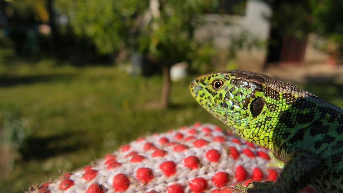 Entdecken Sie, warum kleinere Unternehmen trotz fehlender Verpflichtung zur Erstellung von Nachhaltigkeitsberichten darüber nachdenken sollten. Ein wichtiger Schritt für wirtschaftlichen Erfolg und Verantwortung.
