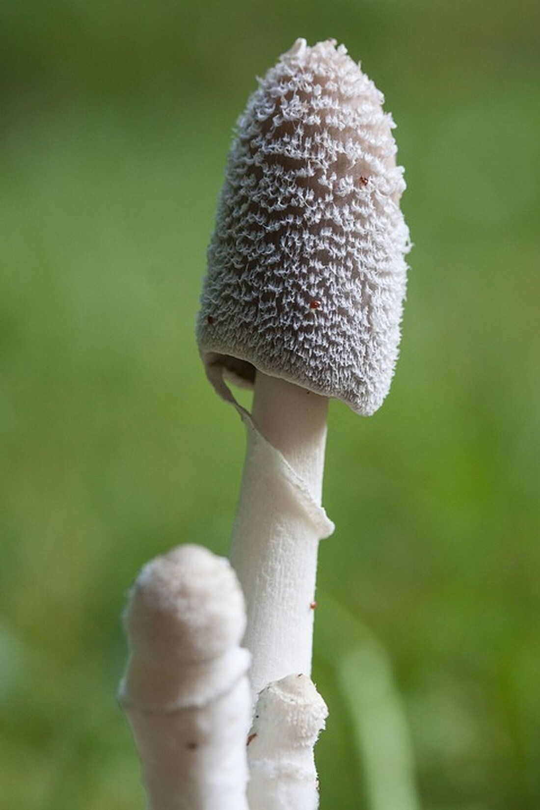 Erfahren Sie von Natur im Garten-Experte Bernhard Haidler, wie Kompostierung die Grundlage für biologisches Gärtnern bildet. Besuchen Sie den Vortrag am 28. November im Makerspace Amstetten!