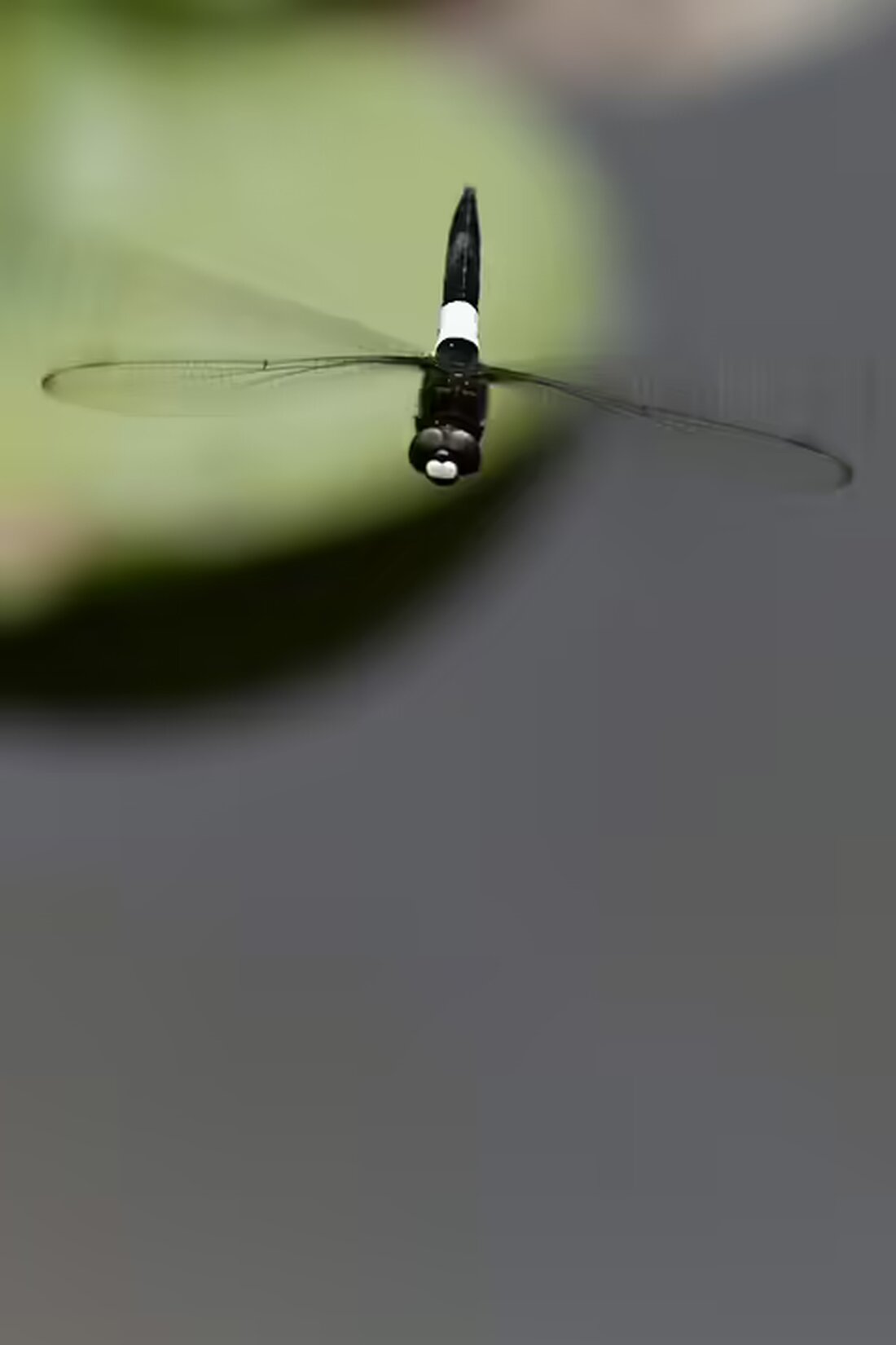 Erfahren Sie in kostenlosen Digitalworkshops in Simmering, wie Sie sicher und effektiv online agieren können. Von Online-Suche bis Kommunikation – erweitern Sie Ihr Wissen! Jetzt anmelden!