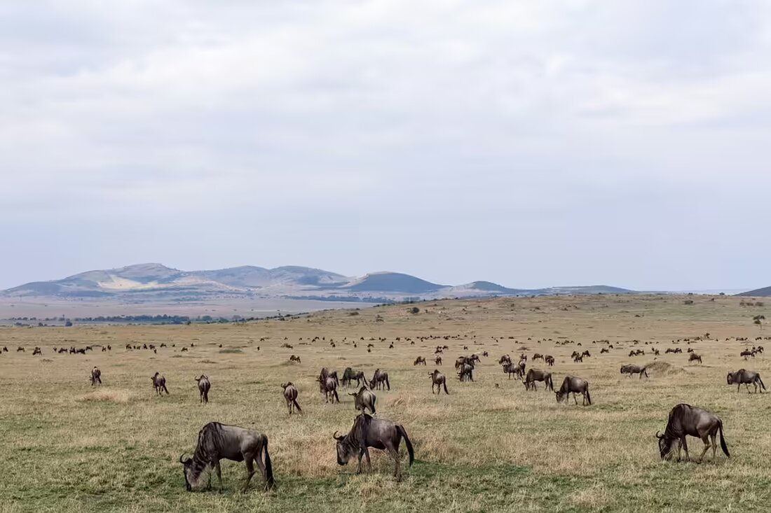 Erleben Sie am 7. Dezember 2024 im Schloss Kuenburg in Tamsweg den Krampus hautnah! Der Immurium Pass lädt zum Krampus "Streichelzoo" ein – für Angstfreie und Neugierige gleichermaßen.
