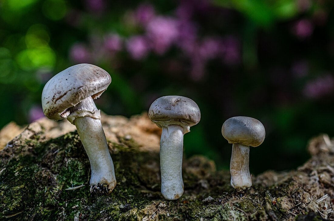 Am 29. November findet die 14. Wortreichlesung und Prämierung des Kurzgeschichtenwettbewerbs statt. Seien Sie dabei und erleben Sie spannende literarische Höhepunkte!